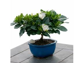 Bonsai di gardenia