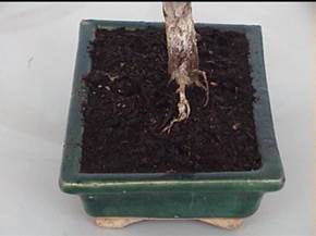 Caratteristiche terreno per bonsai
