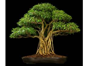 Come creare un bonsai ficus benjamin