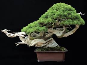 Come curare un bonsai da esterno