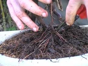 Come curare un bonsai di acero giapponese