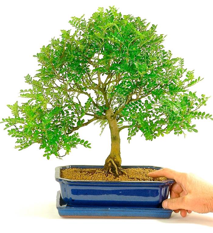 foglie pepper tree