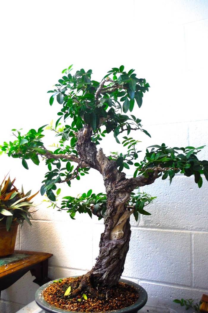 bonsai pepe