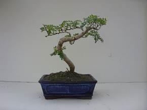 Come curare l'albero del pepe bonsai