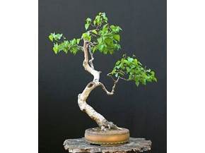 Come curare un bonsai di betulla