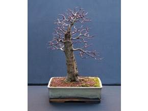 Come curare un bonsai di biancospino