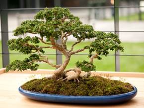 Come curare un bonsai di bosso