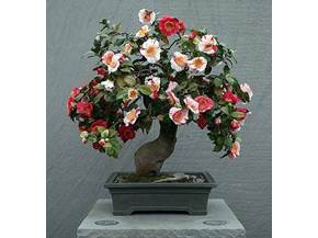 Come curare un bonsai di camelia