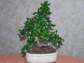 Come curare un bonsai di carmona