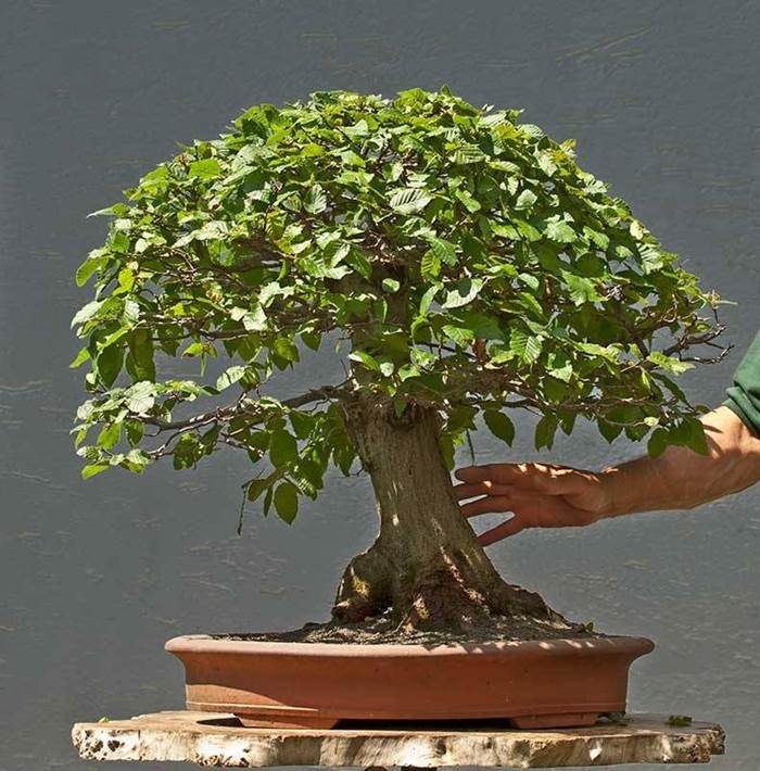 Bonsai carpino intero