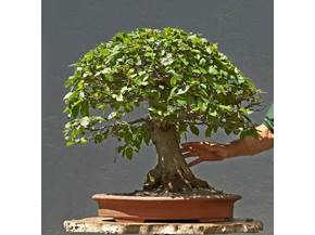 Come curare un bonsai di carpino