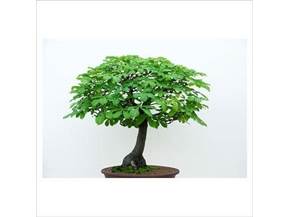 Come curare un bonsai di castagno