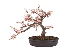 Come curare un bonsai di ciliegio