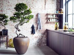 Come curare un bonsai di ficus ginseng