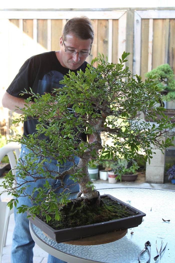 Potatura del bonsai
