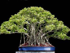 Come curare un bonsai di ficus microcarpa