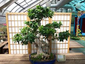 Come curare un bonsai di ficus retusa