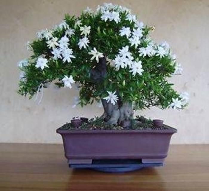 i fiori 