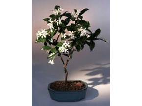 Come curare un bonsai di gelsomino