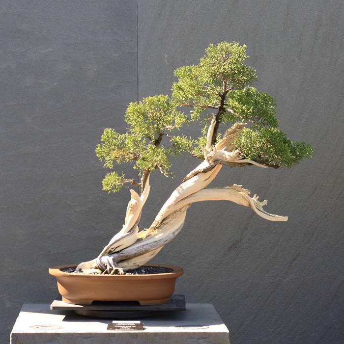 bonsai ginepro 