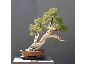 Come curare un bonsai di ginepro