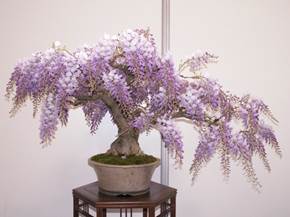 Come curare un bonsai di glicine