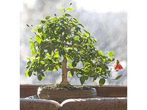Come curare un bonsai di hibiscus