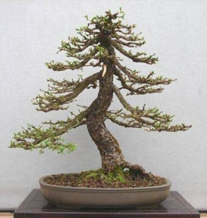 bonsai senza foglie 