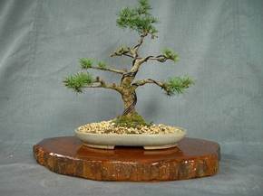 Come curare un bonsai di larice