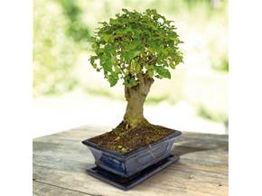 Come curare un bonsai di ligustrum