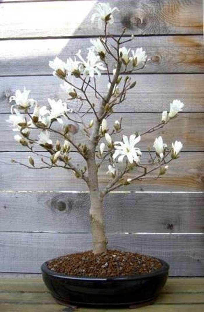 Bonsai magnolia 