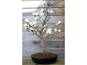 Come curare un bonsai di magnolia