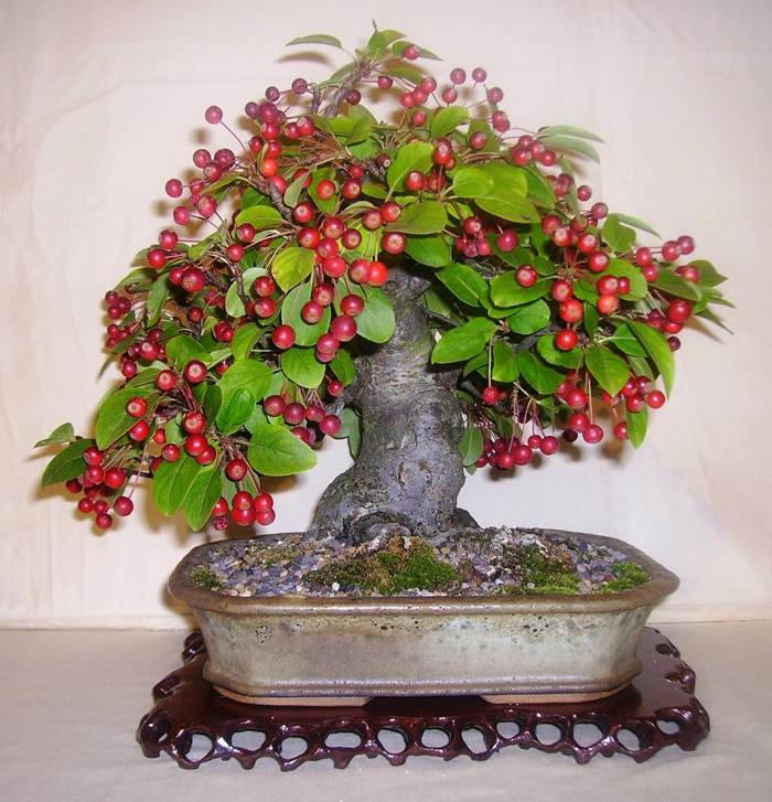 Bonsai melo 