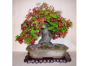Come curare un bonsai di melo