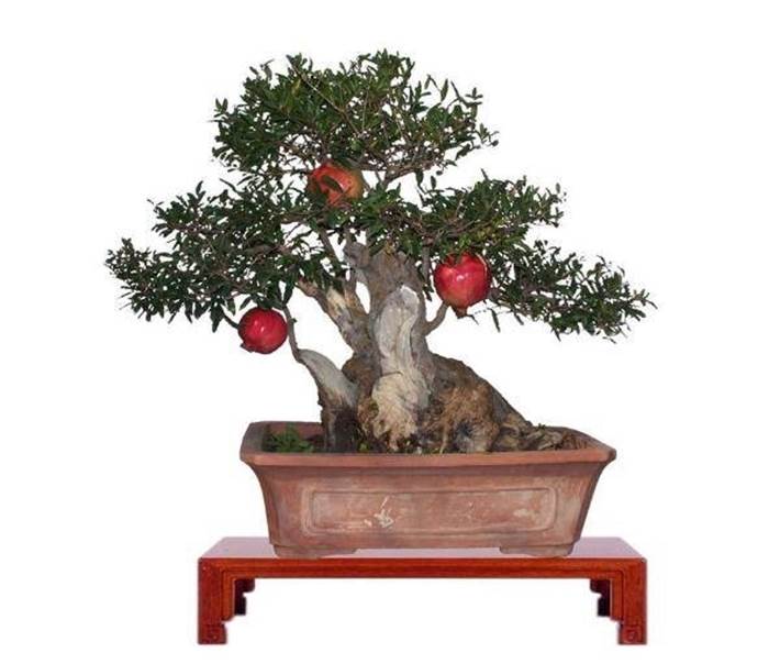 bonsai melograno 