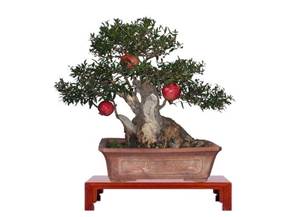Come curare un bonsai di melograno