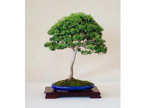 Come curare un bonsai di mirto