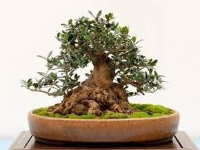Come curare un bonsai di olivo