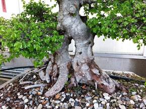 Come curare un bonsai di olmo
