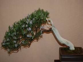 Come curare un bonsai di rosmarino