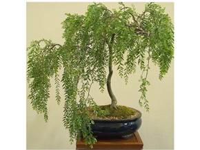 Come curare un bonsai di salice piangente