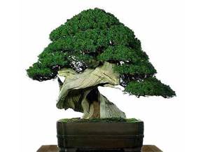 Come curare un bonsai di vite