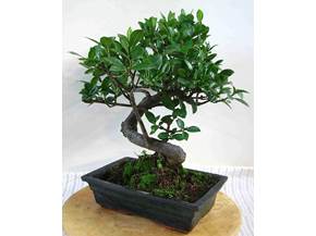 Come curare un bonsai 