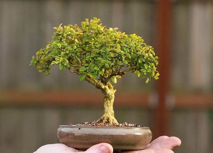 bonsai