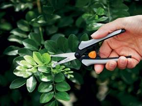 Come potare un bonsai
