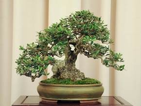Come preparare un terriccio per bonsai