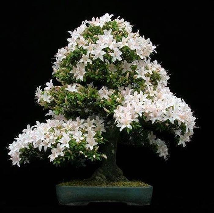 bonsai1