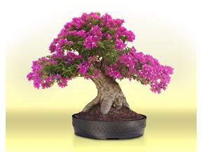 Creare un bonsai da zero