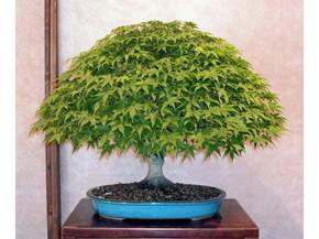 Creare un bonsai di acero