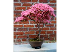 Creare un bonsai di rose